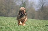 BRIARD 151